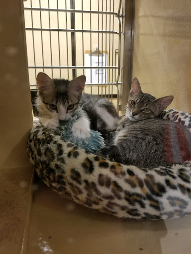 Pet Supply Store «PetSmart», reviews and photos, 198 Promenade Blvd, Flowood, MS 39232, USA