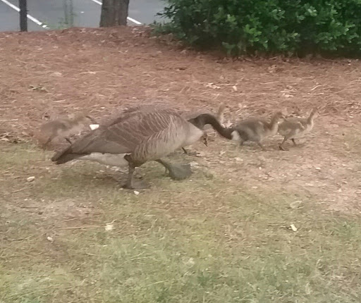 Furniture Store «JCPenney Furniture Outlet», reviews and photos, 5400 Frontage Rd, Forest Park, GA 30297, USA