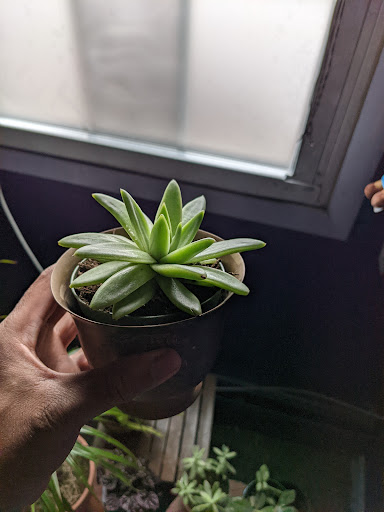 Florist «De Palma Florist», reviews and photos, 146 Rockaway Ave, Valley Stream, NY 11580, USA