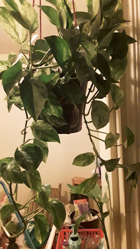 Florist «Blossom Shop», reviews and photos, 138 Orange St, New Haven, CT 06510, USA