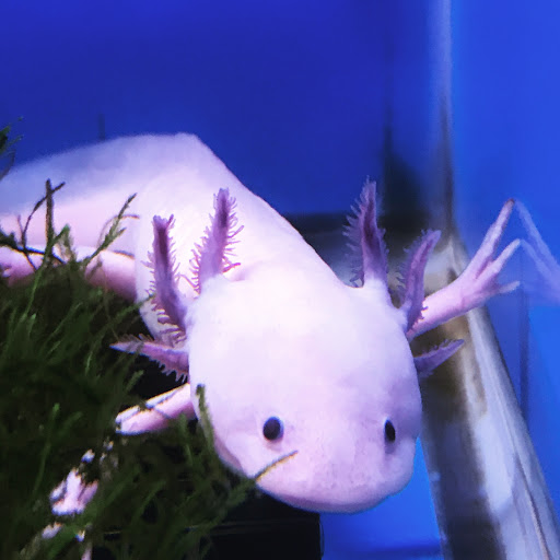 Aquarium «Aquatica», reviews and photos, 800 Clanton Rd H, Charlotte, NC 28117, USA