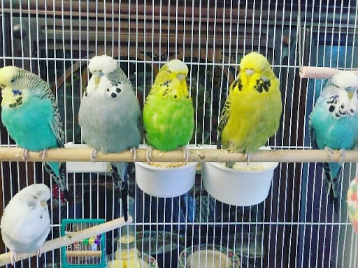 Birds Love Us