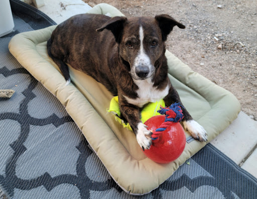 Blue Diamond Animal Hospital