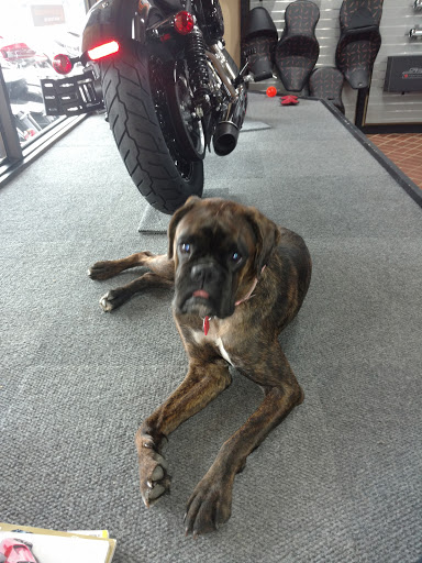 Motorcycle Dealer «Smith Brothers Harley-Davidson», reviews and photos, 3518 Bristol Hwy, Johnson City, TN 37601, USA