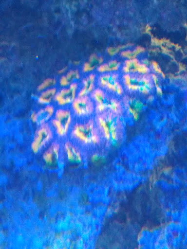 Tropical Fish Store «Beyond the Reef», reviews and photos, 205 W Golf Rd, Schaumburg, IL 60195, USA