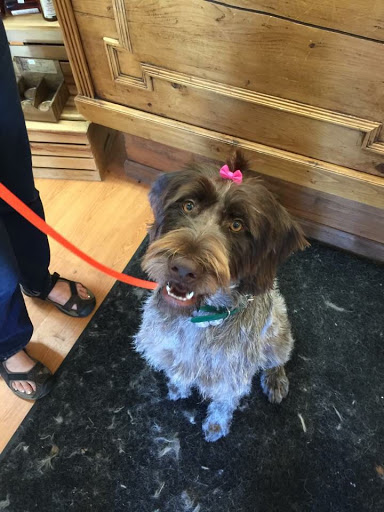 Pet Groomer «Spoiled Petz Pet Store and Grooming», reviews and photos, 12030 Donner Pass Rd #1, Truckee, CA 96161, USA