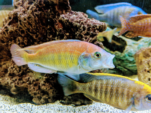 Aquarium «Rift Lake Aquatics», reviews and photos, 6777 Engle Rd j, Cleveland, OH 44130, USA