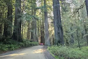 Jedediah Smith Redwoods State Park image