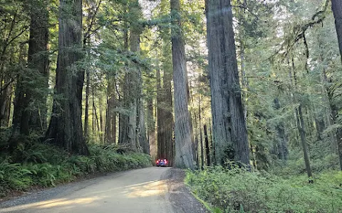 Jedediah Smith Redwoods State Park image