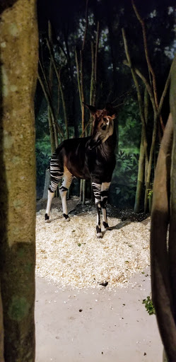 Zoo «Habitat Africa! The Forest», reviews and photos, 3300 Golf Rd, Brookfield, IL 60513, USA