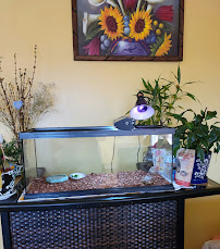 Wow Fish and Pet ( Aquarium ) - Photo 5 - Car repair in Hesperia, CA, Victorville