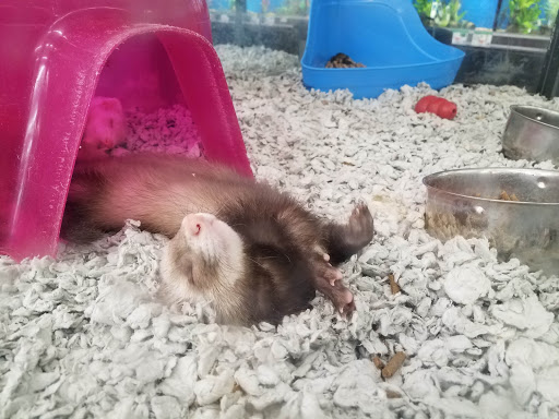 Pet Supply Store «Pet Supplies Plus», reviews and photos, 3340 Sheridan Dr, Amherst, NY 14226, USA