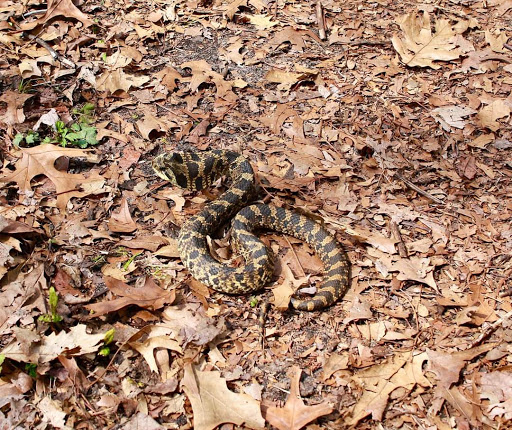 Hiking Area «Cowles Bog Trail», reviews and photos, 1618 N Mineral Springs Rd, Dune Acres, IN 46304, USA