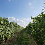 Photo n°2 de l'avis de Peter.a fait le 14/08/2019 à 16:25 sur le  Hotel und Restaurant Zum Pfeiffer à Radebeul