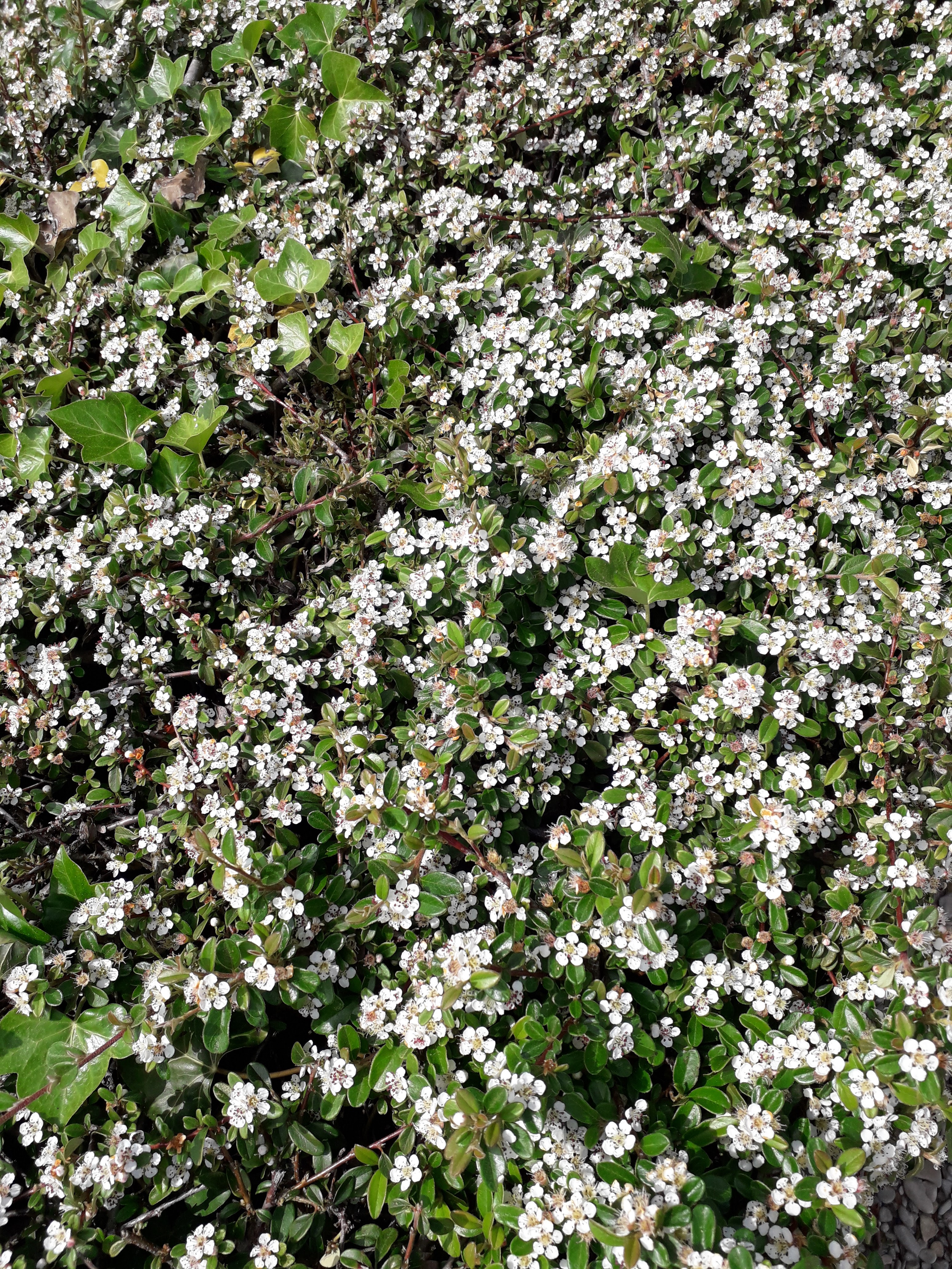 Photo n° 1 de l'avis de verwijmeren.a fait le 16/05/2018 à 10:18