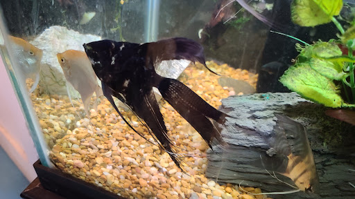 Pet Supply Store «Pet Supermarket, Inc.», reviews and photos, 4315 26th St W, Bradenton, FL 34205, USA