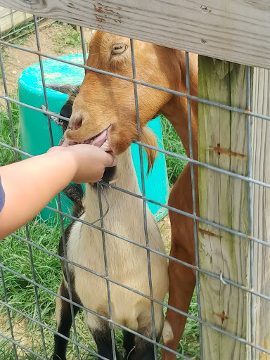Zoo «Tupelo Buffalo Park & Zoo», reviews and photos, 2272 Coley Rd, Tupelo, MS 38801, USA