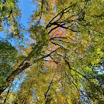 Photo n° 5 de l'avis de Olivier.u fait le 27/10/2021 à 07:26 pour Arboretum de Balaine à Villeneuve-sur-Allier