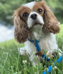 Wildcat Country Dog Retreat - Photo 6 - Car repair in Versailles, KY, Lexington
