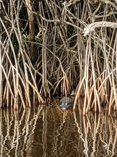 Boat Tour Agency «Everglades Excursions», reviews and photos, 1010 6th Ave S #1, Naples, FL 34102, USA