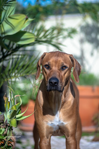 Avaliações doAG Racing em Cascais - Oficina mecânica