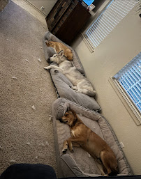 Pfurry Paws Pet Sitting - Photo 9 - Car repair in , Round Rock