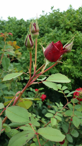 Orchard «Fireside Orchard & Gardens», reviews and photos, 2225 Lonsdale Blvd E, Northfield, MN 55057, USA