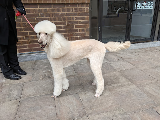 Pet Supply Store «The Pet Snobs Boutique», reviews and photos, 534 S 4th St, Philadelphia, PA 19147, USA