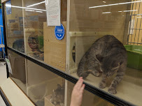 PetSmart - Photo 9 - Car repair in Shreveport, LA, Shreveport