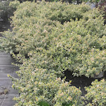 Photo n° 3 de l'avis de enrique.i fait le 26/10/2023 à 20:04 pour Pauchard Jardin & Piscine / l'esprit piscine à Roville-devant-Bayon