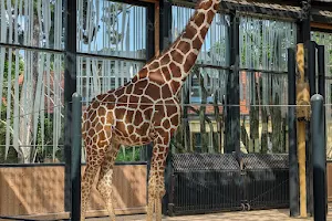 Giraffenpark image