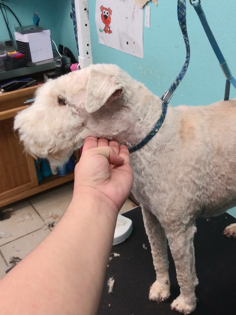 Adventures in Dog Grooming