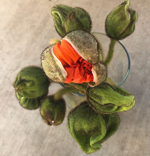 Florist «Foothills Floral Gallery», reviews and photos, 4647 E Chandler Blvd # 10, Phoenix, AZ 85048, USA