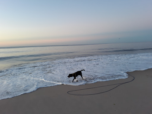 Pet Supply Store «Pet Supplies Plus», reviews and photos, 601 Portion Rd, Lake Ronkonkoma, NY 11779, USA