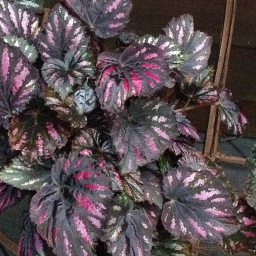 Garden Center «Victoria Gardens», reviews and photos, 1 Cottekill Rd, Rosendale, NY 12472, USA