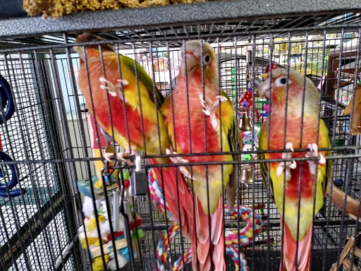 Pet Store «Rivers & Reefs Pet Center», reviews and photos, 2008 S 1st St, Austin, TX 78704, USA