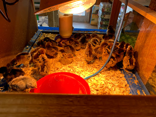 Animal Feed Store «Currituck Feed And Seed», reviews and photos, 3121 Caratoke Hwy, Currituck, NC 27929, USA