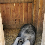Photo n° 2 de l'avis de Koud.0 fait le 06/07/2020 à 14:29 pour Domaine d'Écoline - site agro-touristique Gironde à Sadirac