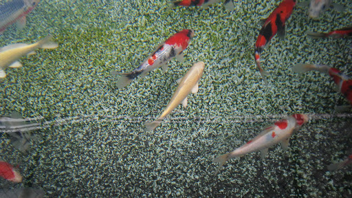 Pet Supply Store «Concord Feed Pet & Livestock Supplies», reviews and photos, 228 Hookston Rd, Pleasant Hill, CA 94523, USA