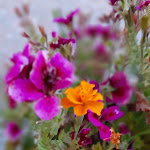 Photo n°1 de l'avis de Magrada.r fait le 17/08/2019 à 14:29 sur le  Hotel Oroverde à Bergeggi