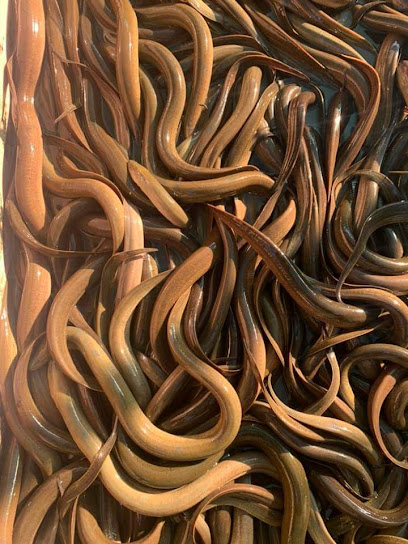 Lươn giống nhân tạo Hà Tĩnh - Nuôi lươn không bùn Hà Tĩnh