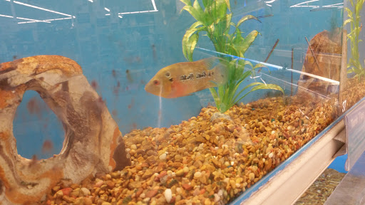 Pet Supply Store «PetSmart», reviews and photos, 11066 Pecan Park Blvd #315, Cedar Park, TX 78613, USA