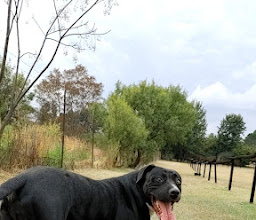 Pin Oaks Kennels photo