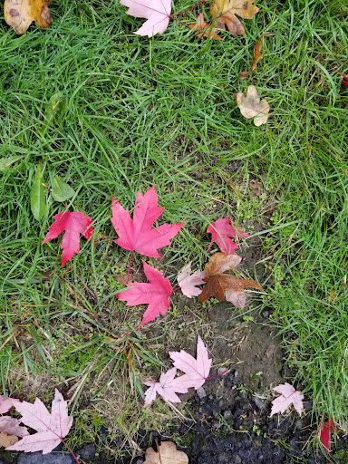 Park «Shadywood Park», reviews and photos, 535 NE 24th Ave, Hillsboro, OR 97124, USA