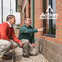 Pest Control Service «Action Pest Control», reviews and photos