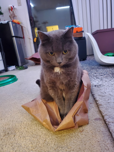 Explore back shoulder tattoo ideas for men, creative tattoo ideas in Asheville, available at Sacred Lotus Tattoo