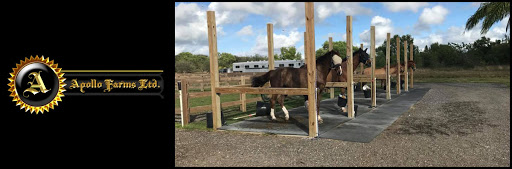 Horse Trainer «Apollo Farms Ltd.», reviews and photos, 3070 Summer Mountain Rd, Palmerton, PA 18071, USA