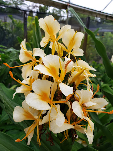 Wholesale Plant Nursery «Galloway Farm Nursery Inc.», reviews and photos, 7790 SW 87th Ave, Miami, FL 33173, USA