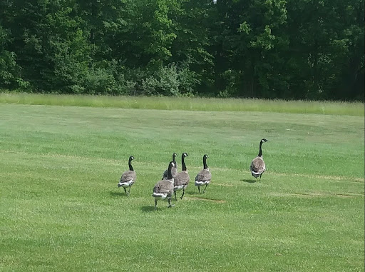 Golf Course «Belle River Golf Course», reviews and photos, 12564 Belle River Rd, Memphis, MI 48041, USA