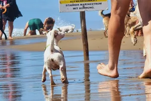 Dog Beach image